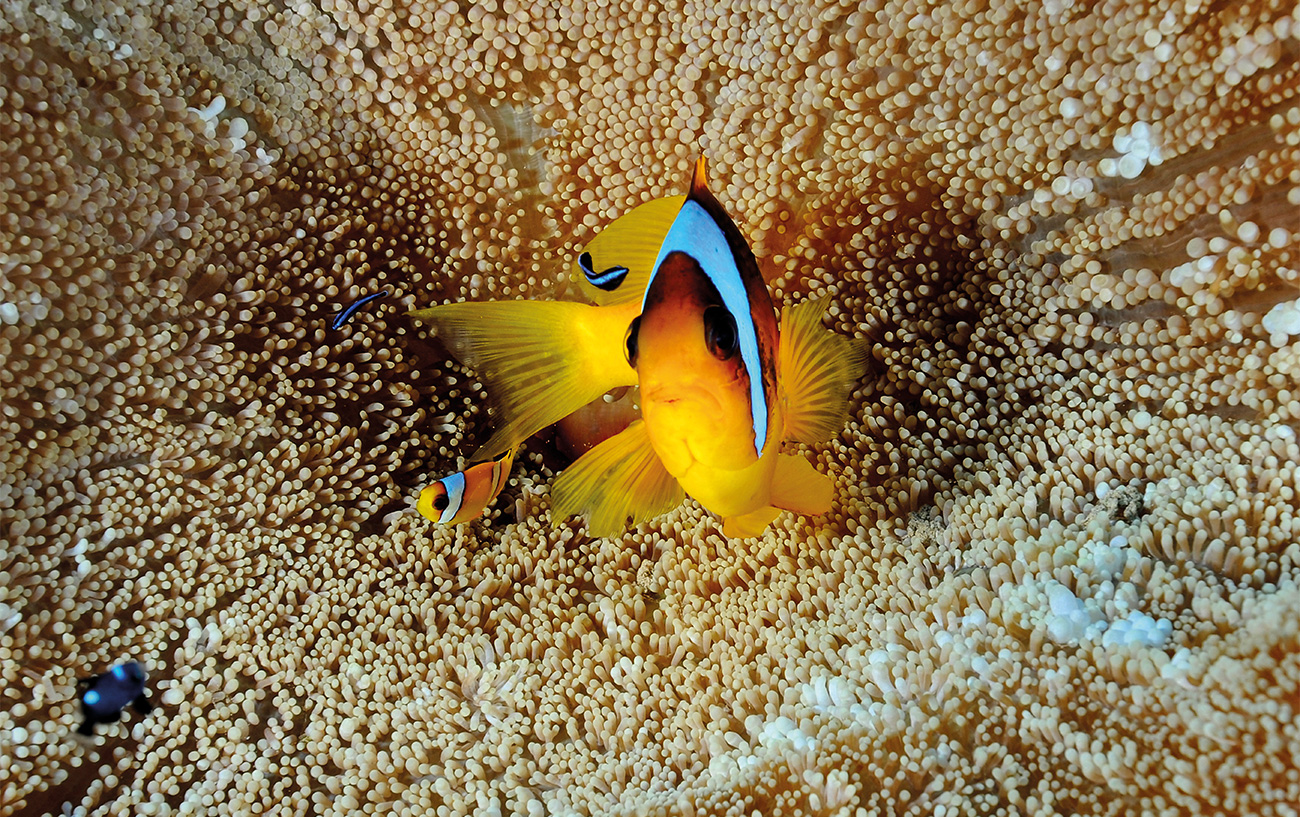 Barriera corallina